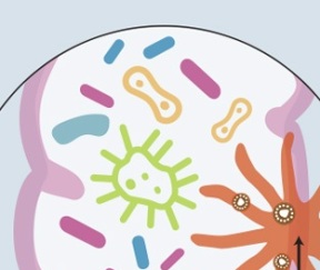 microbiombe